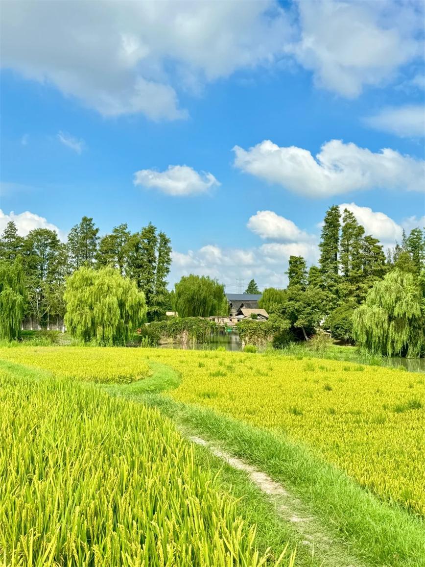 秋天的烏村，堪稱秋日旅行天花板?。3_烏村Village_來自小紅書網(wǎng)頁版.jpg